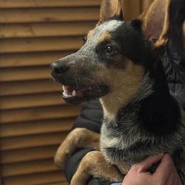 Australian Cattle Dog Puppy - Energetic 6-Month-Old in Grand Haven, mi
