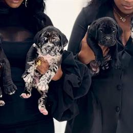 North American Mastiff Puppies Available in Warrenton, nc