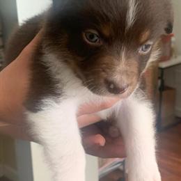 Australian Shepherd Puppy - 8 Weeks Old in San Francisco, ca