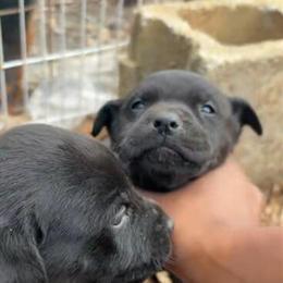 Rottweiler Mix Puppies for Rehoming in Jonesboro, ga