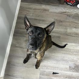 Belgian Malinois/Dutch Shepherd Mix - 1 Year Old in Solon, oh