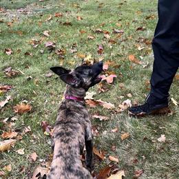 7 Month Female Dutch Shepherd with High Drive and Great Genetics in Solon, oh