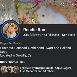 Purebred Lionhead, Holland Lop, and Netherland Dwarfs for Adoption in Oroville, ca