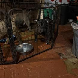 American Bully Male Available in Southfield, mi