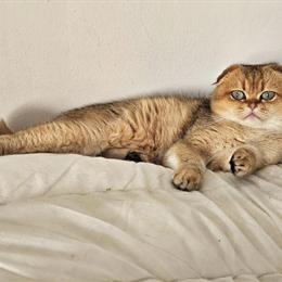 Scottish Fold Female Cat for Adoption in Los Angeles, ca