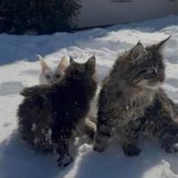 Maine Coon Kittens Available in Concord, nc