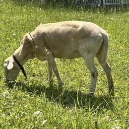 Katahdin Sheep for Sale: Ewes and Ram Available in Kent, oh