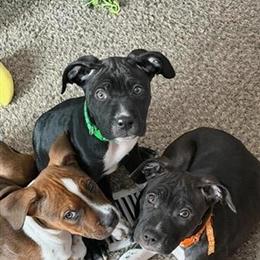 American Bully Puppies Available in South Lyon, mi