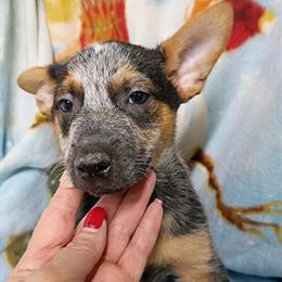 Blue Heeler Male Puppies for Sale in Fort Wayne, in