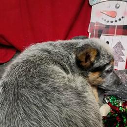 Female Heeler Puppies Available in Fort Wayne, in