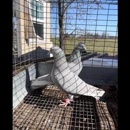 Pakistani Highflyers for Sale - Breeding Pairs in Fayetteville, ar