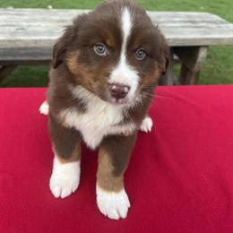Mini Australian Shepherd Lucy Needs a Loving Home in Akron, oh