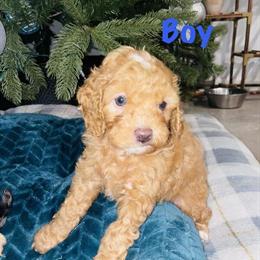 Cavapoo Puppies Ready for New Homes in West Palm Beach, fl