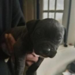 Pitbull Puppies for Adoption in Dallas, tx