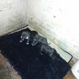 Bully Puppies for Sale in Dallas, tx