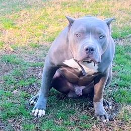 Bully Puppies for Sale in Dallas, tx
