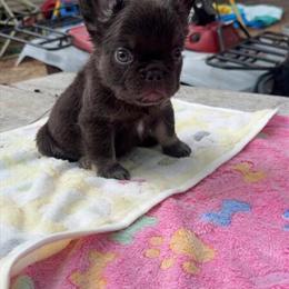 Fluffy Male French Bulldog, 7 Weeks Old in New Orleans, la