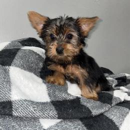 Yorkshire Terrier Females Available in Philadelphia, pa