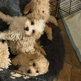 Miniature Poodles Available in Philadelphia, pa