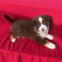 Mini Australian Shepherd Daisy Looking for a Forever Home in Akron, oh