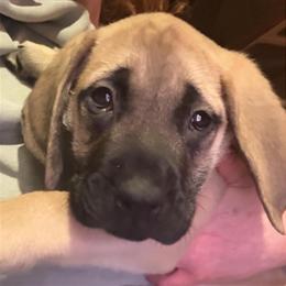 Mastiff Puppies Available - 9 Weeks Old in Dawson, pa