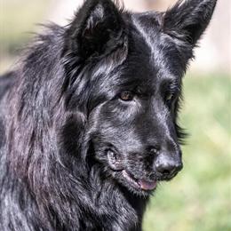 German Shepherd Puppies Available for Deposit in Spring City, tn