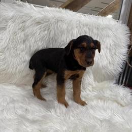 AKC Airedale Terriers Available Now in Benton, il