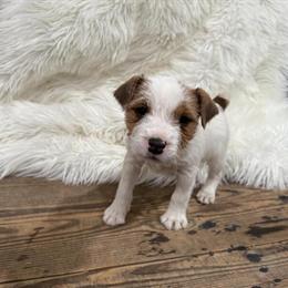 Jack Russell Terrier puppies ready for new homes in Benton, il