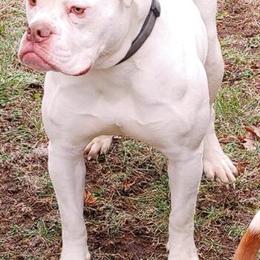 American Bulldog Blanca Looking for a Home in New York, ny