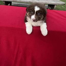 Mini Australian Shepherd Luna Looking for a Forever Home in Akron, oh