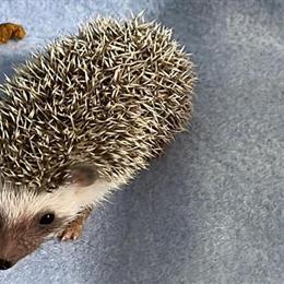 Sugar Gliders and Hedgehogs Available in Fort Myers, fl