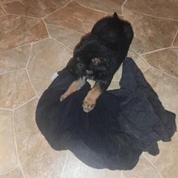 German Shepherd Puppies Available in Northwest Indiana in Merrillville, in