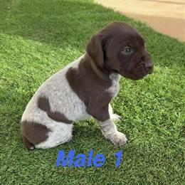 AKC German Shorthair Pointer Puppies Available in Hickory, nc