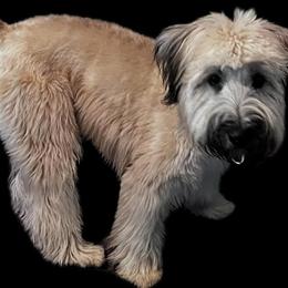 Soft Coated Wheaten Terrier - 1 Year Old, Fully Vaccinated in Lexington, ky