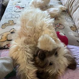 Soft Coated Wheaten Terrier - 1 Year Old, Vaccinated in Lexington, ky