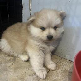 Toy Pomsky Puppies Available in Zanesville, oh