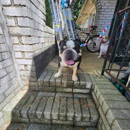 English Bulldog Pair Available in Atlanta, ga