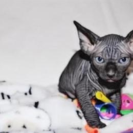 Sphynx Male Kitten Available for Adoption in Miami, fl