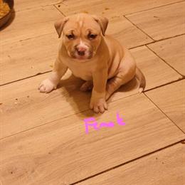 American Bully Puppies - Chocolate and Lilac Tri Color in Greenville, sc