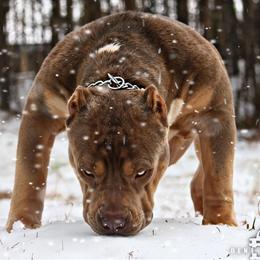 American Bully XL Stud Available for Breeding in Calhoun, ga