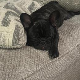 1 Year Old Female French Bulldog for Rehoming in Mount Vernon, oh