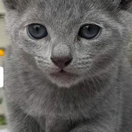 Russian Blue Kittens Coming Soon! in Albany, ny