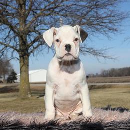 Euro Puppies Available - 2 Males and 1 Female in Indianapolis, in