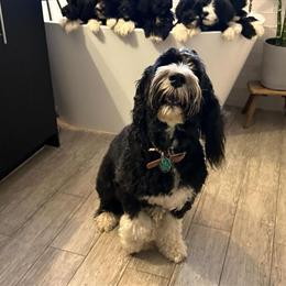 Portuguese Water Dogs - 8 Weeks Old and Ready for New Homes in Cape Coral, fl