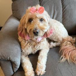 Mini Goldendoodle Looking for Forever Home in Alexandria, mn