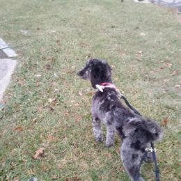 Golden Doodle Lucy Lou Looking for a Home in Bowling Green, oh