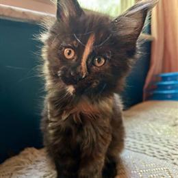 Female Black Smoke Tortoiseshell Kitten Ready in March in Dayton, oh