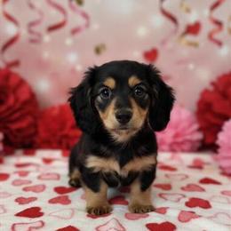 German Shepherd Male from AKC Grand Champion Line Ready This Week in Indianapolis, in