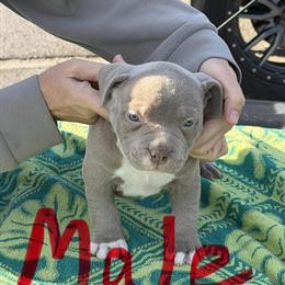 American Bully Puppies for Sale in Wewahitchka, fl
