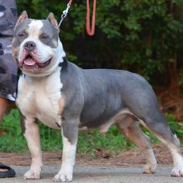 American Bully Male Dog for Adoption in Wewahitchka, fl